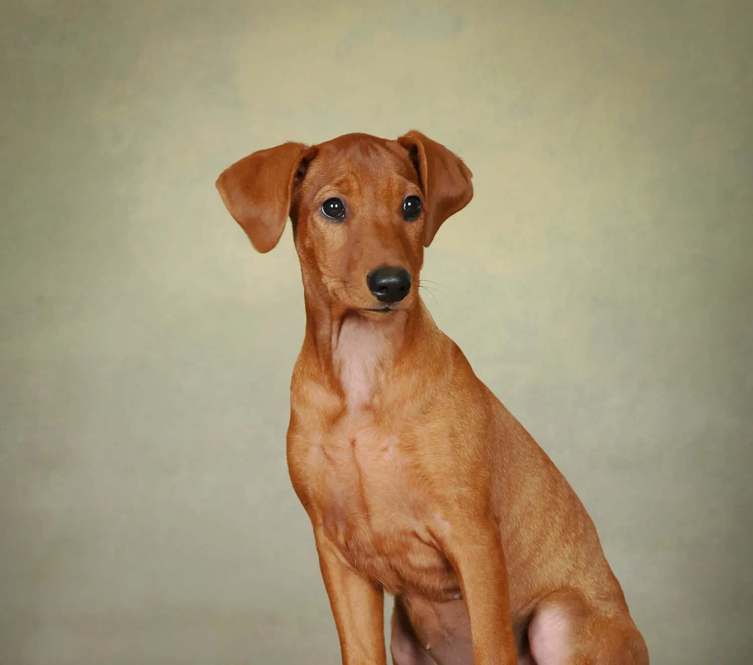 Hundfotografering studioexpress